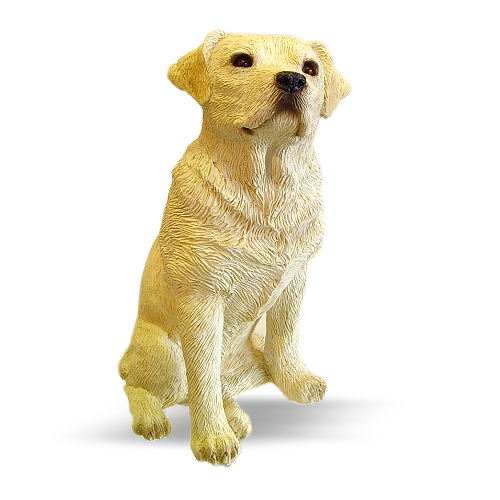 Labrador, Yellow